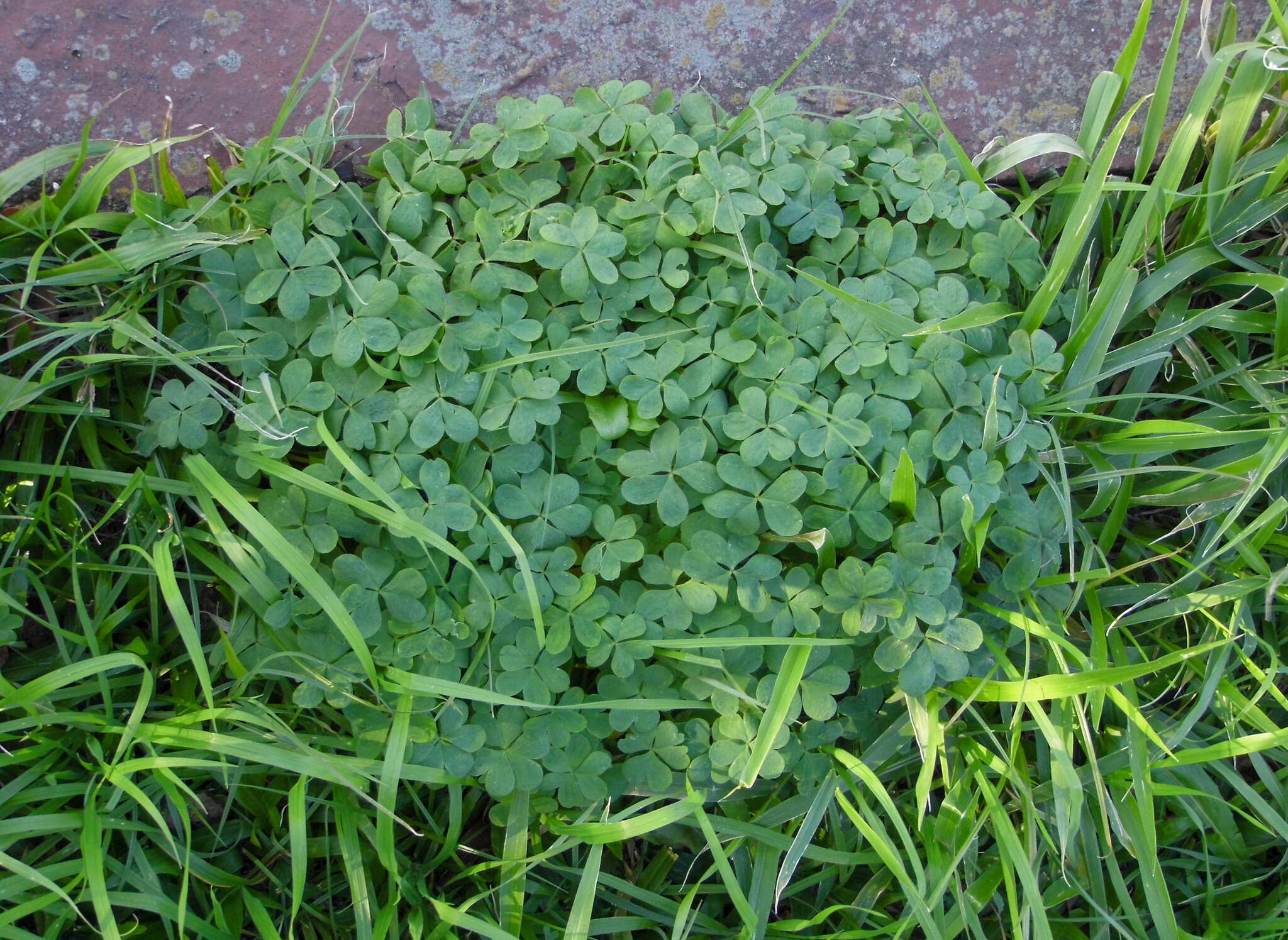 Sivun Oxalis bipartita A. St.-Hil. kuva