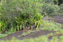 Image of Philodendron billietiae Croat