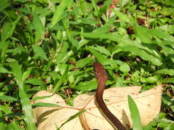 Image of Dendrelaphis caudolineatus (Gray 1834)