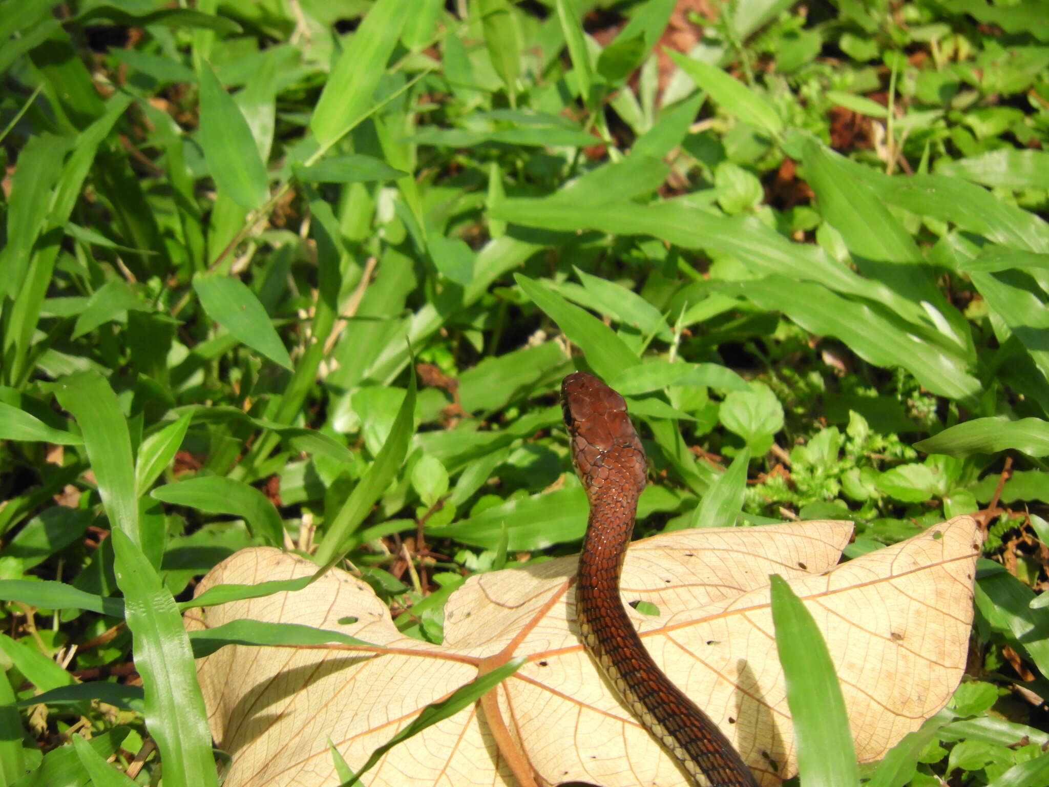 Image of Dendrelaphis caudolineatus (Gray 1834)