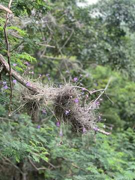 Image of Tillandsia mallemontii Glaz. ex Mez