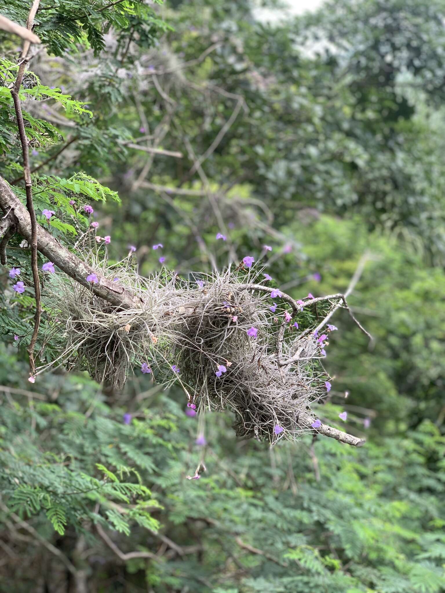 Image of Tillandsia mallemontii Glaz. ex Mez