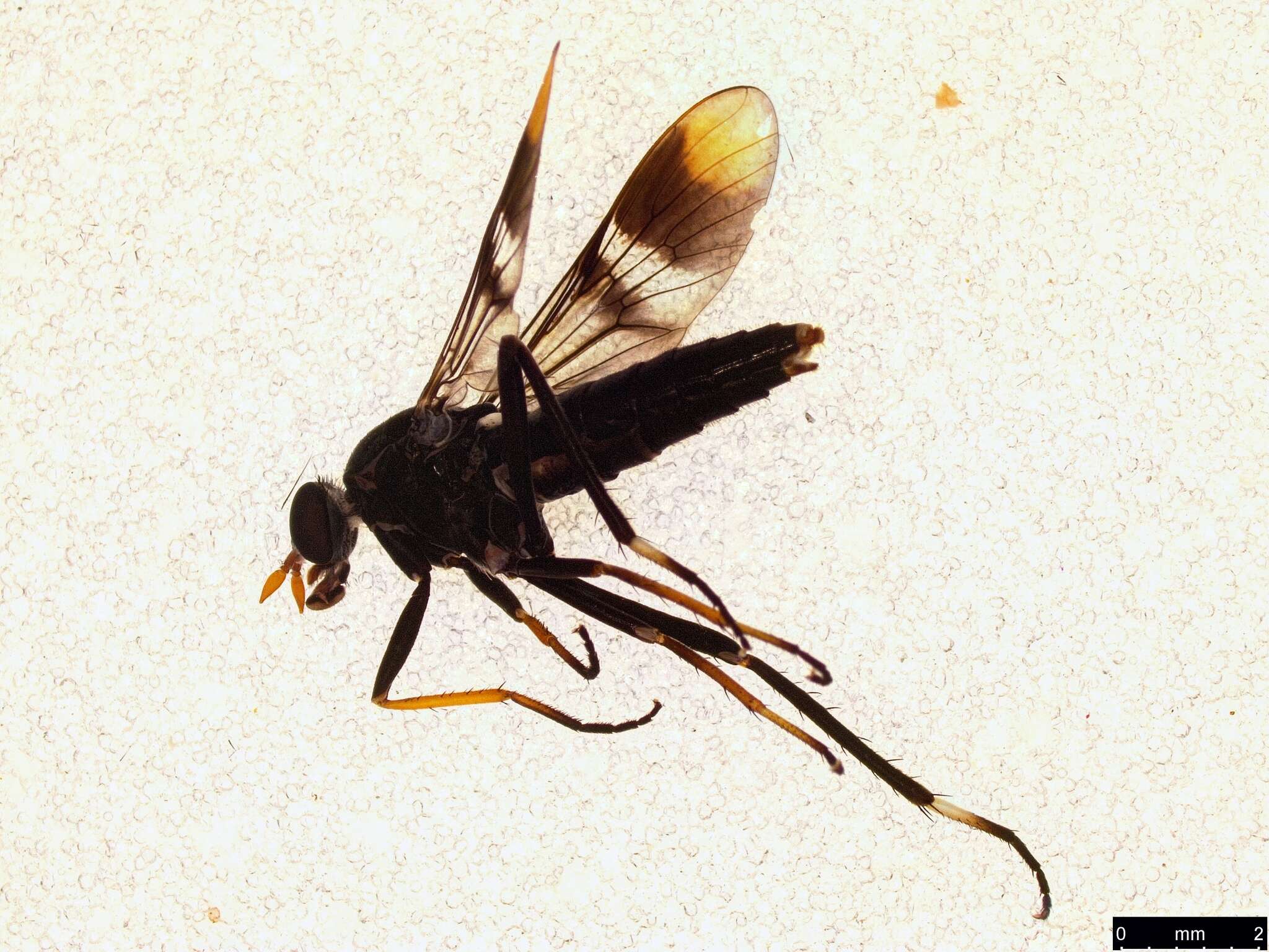 Image of <i>Ectinorhynchus pyrrhotelus</i>