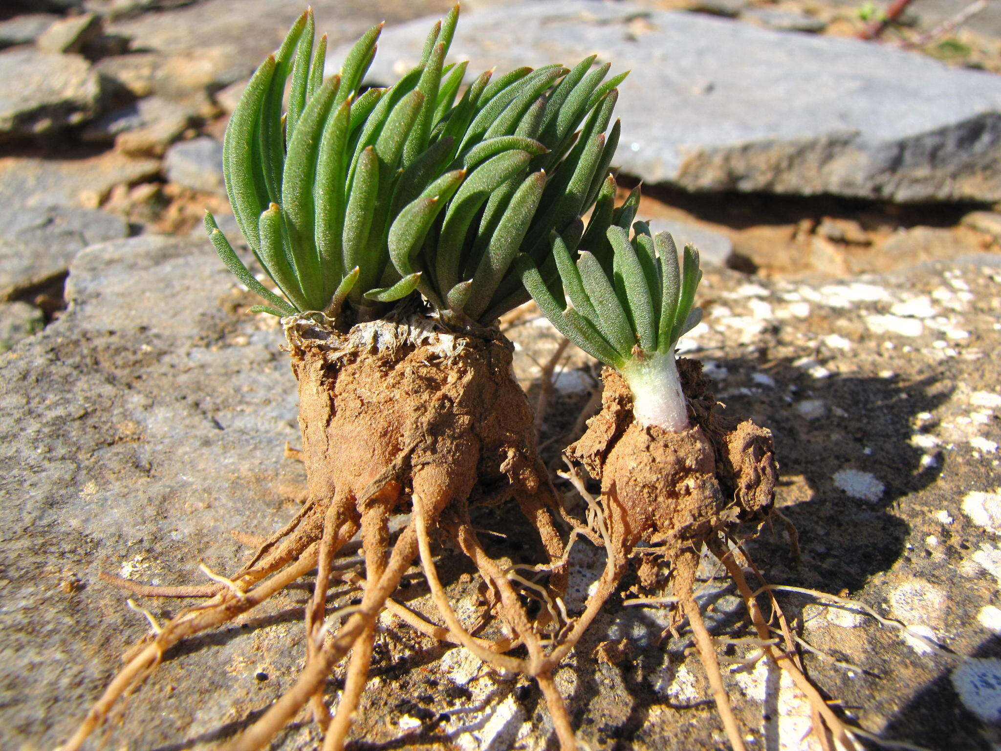 Image of Bulbine wiesei L. I. Hall