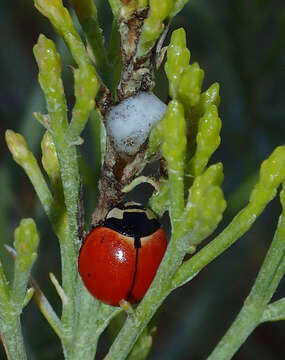 Image of Nine-spotted Lady Beetle