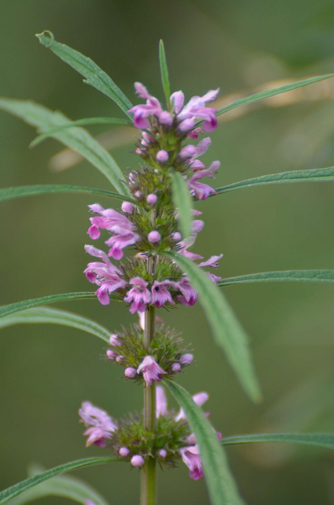 Image of Chinese motherwort