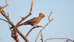 Image of Corythaixoides concolor pallidiceps Neumann 1899