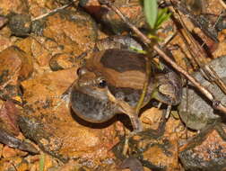 Image of Beautiful Pygmy Frog