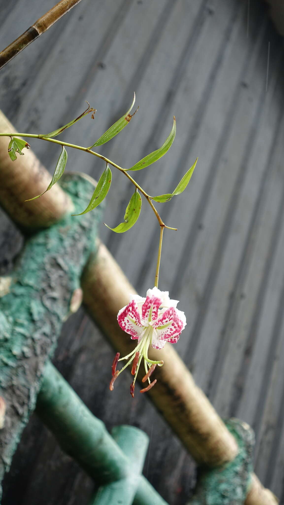 Image of Lilium speciosum Thunb.