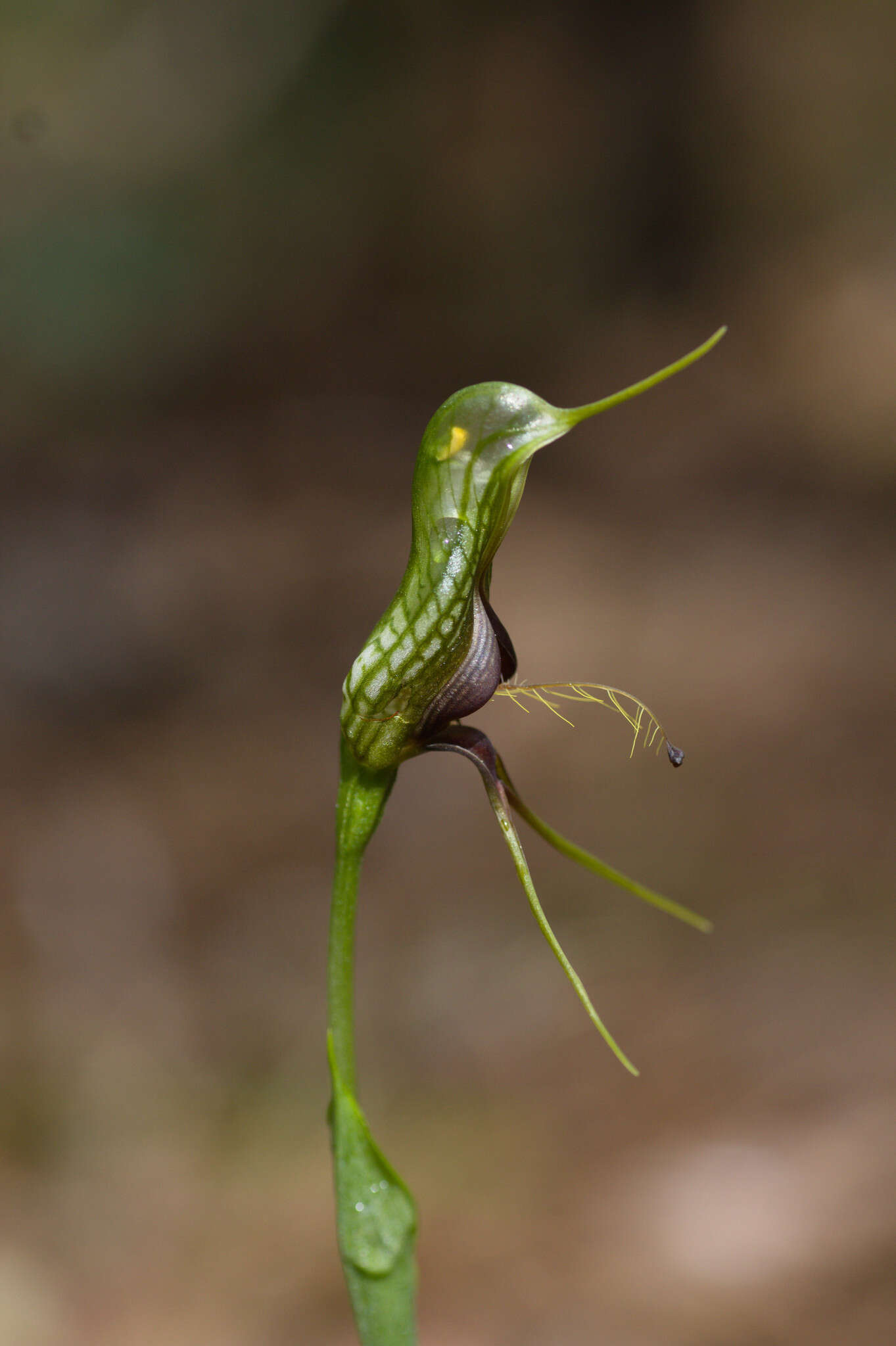 Image of Bird orchid