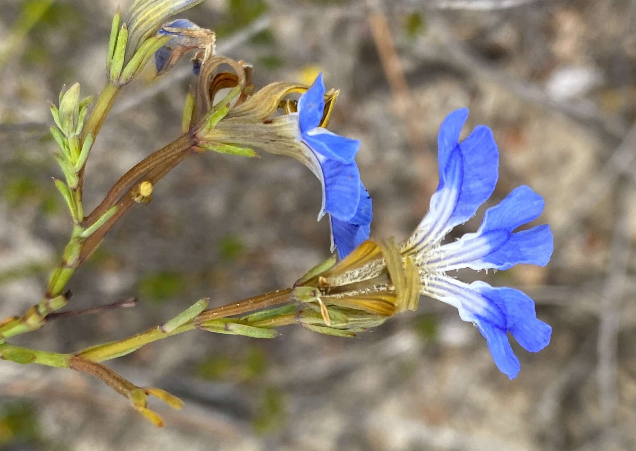 Image of Claw Leschenaultia