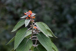 Image of Colquhounia coccinea Wall.