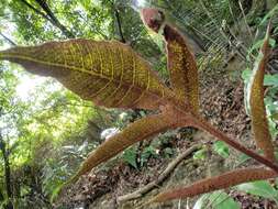 Image of Tectaria harlandii (Hook.) C. M. Kuo