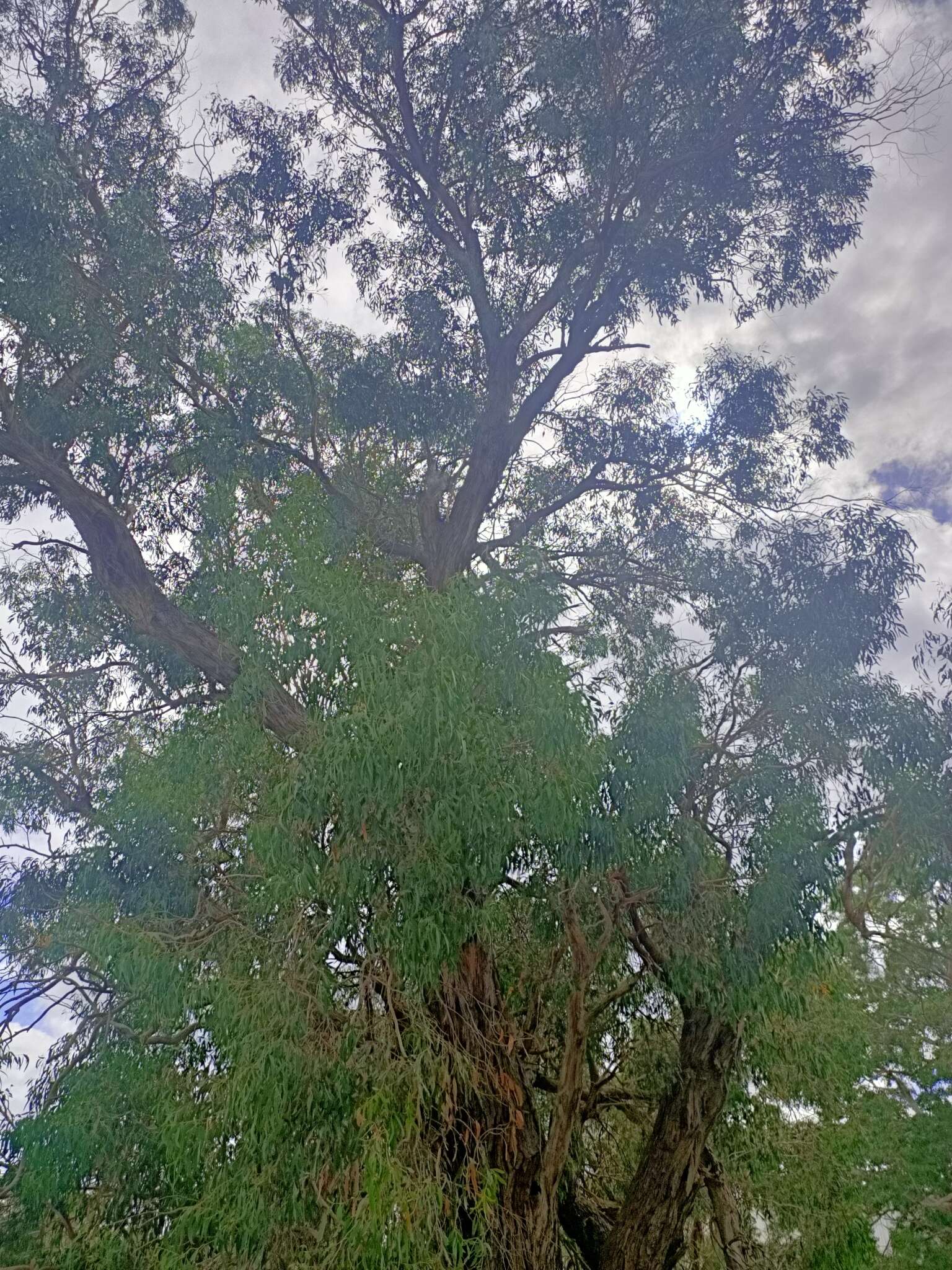 Image of Eucalyptus viminalis subsp. pryoriana (L. A. S. Johnson) M. I. H. Brooker & A. V. Slee