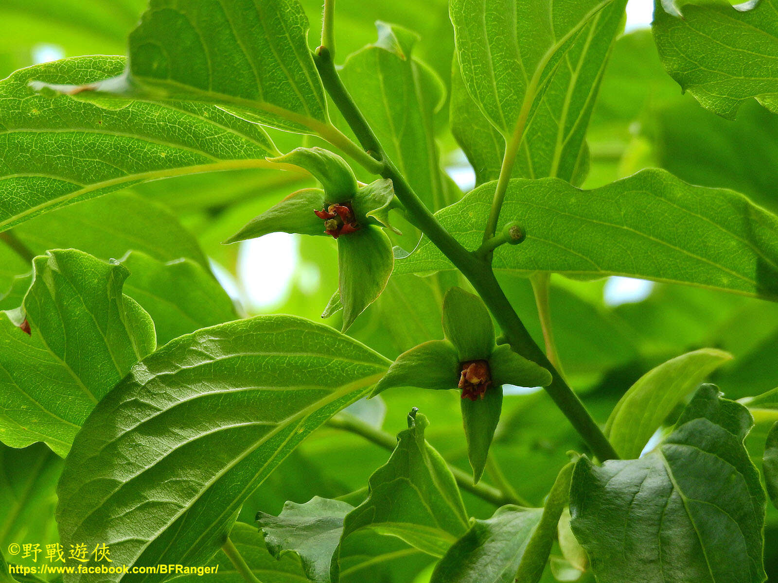 Sivun Diospyros oldhamii Maxim. kuva