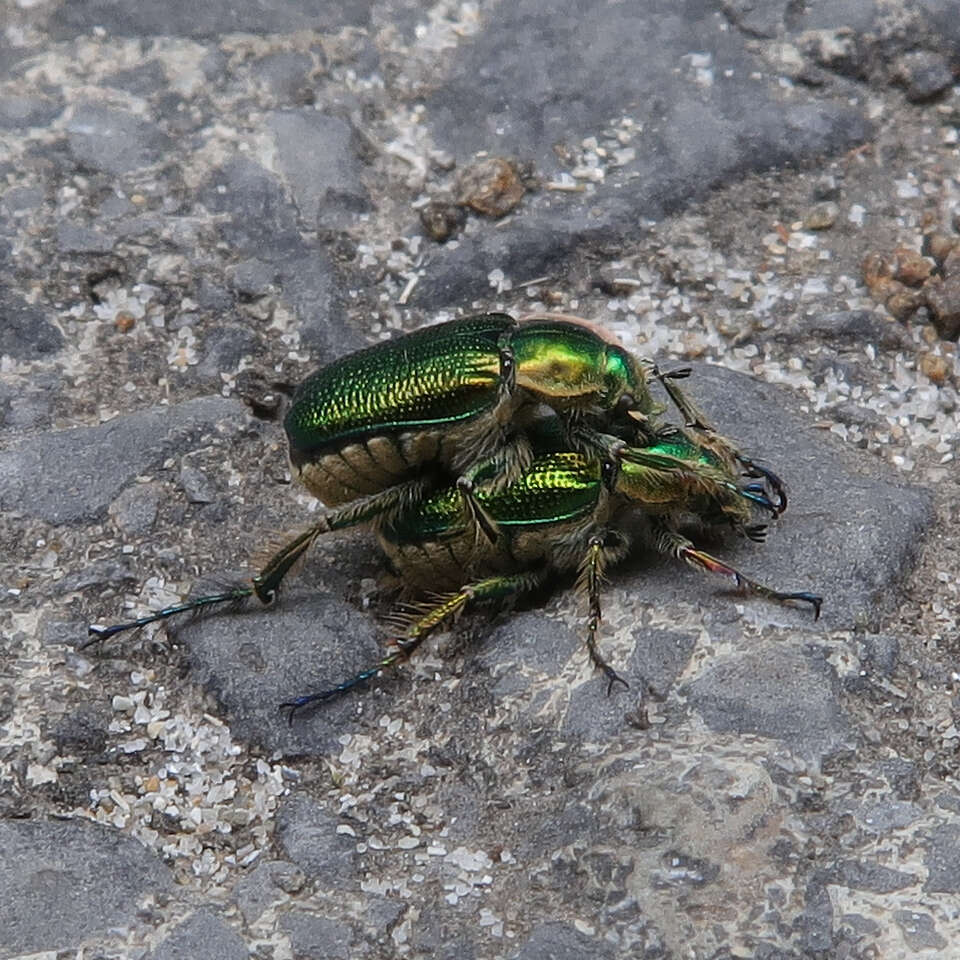 صورة Diphucephala colaspidoides (Gyllenhal 1817)