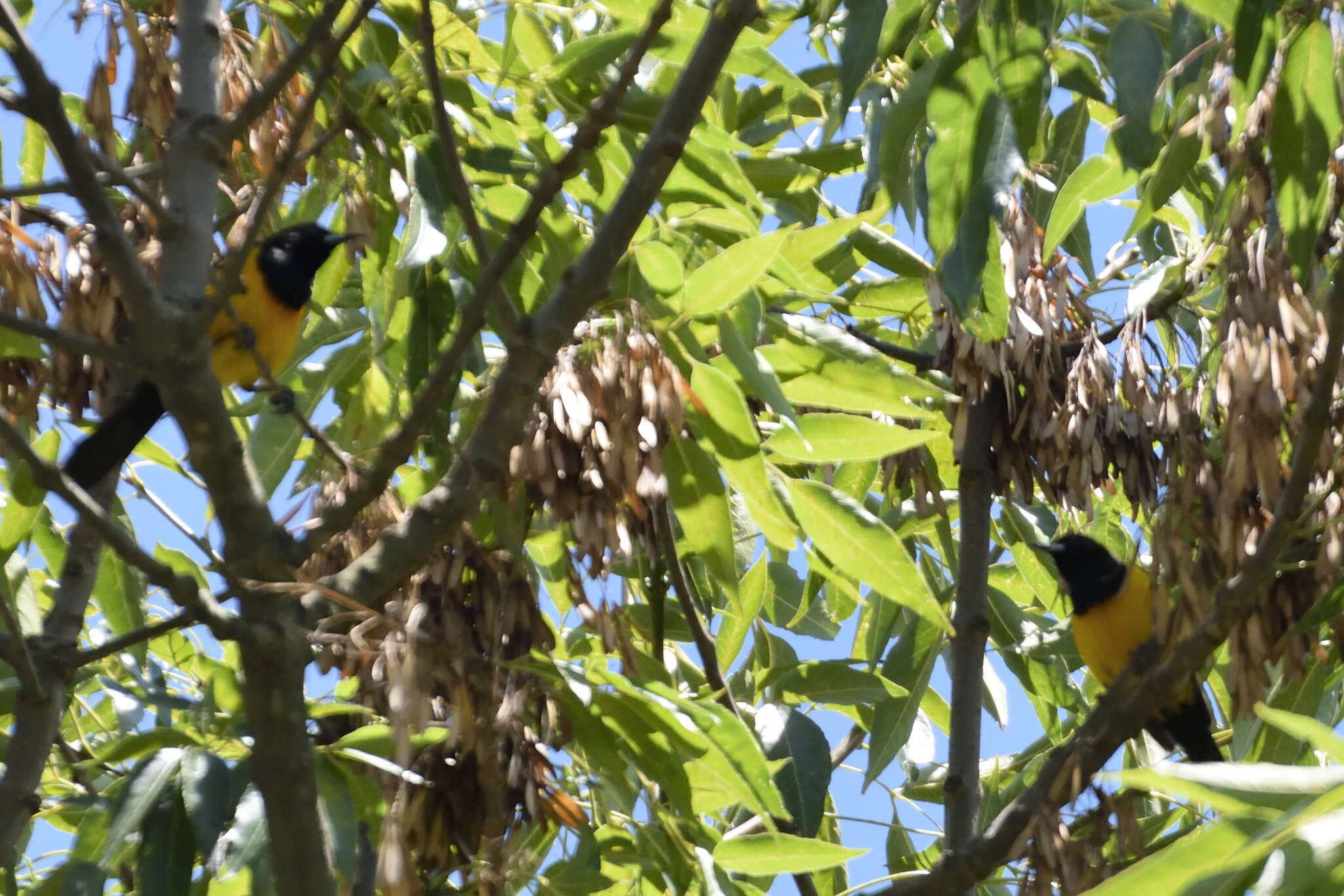 Image of Black-vented Oriole