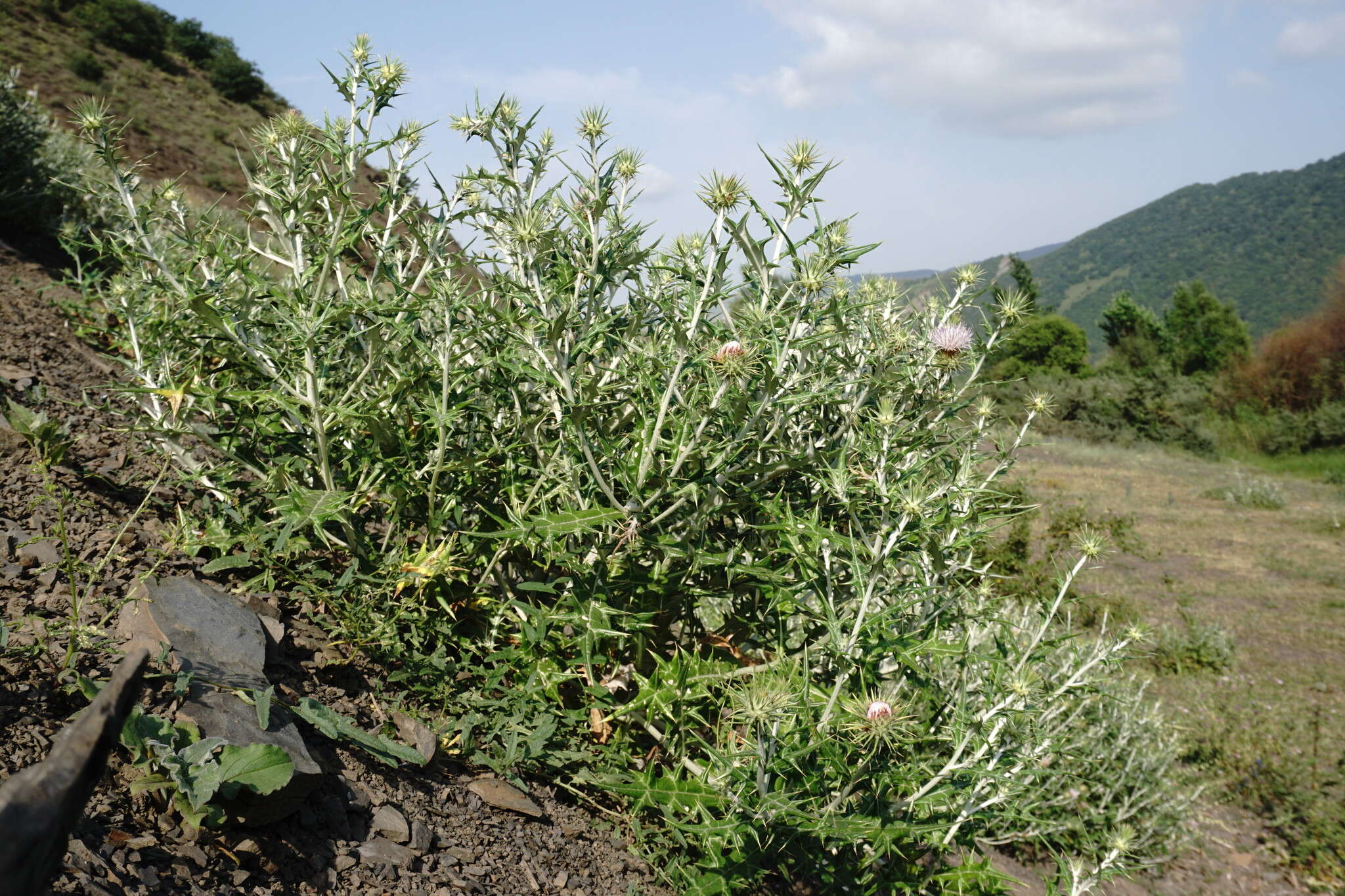 Image de Lamyropsis sinuata (Trautv.) Dittrich