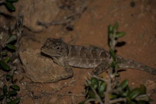 Image of Bulky Anole