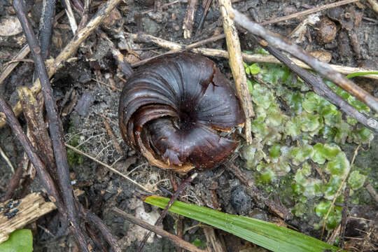 Image of Powelliphanta gilliesi (E. A. Smith 1880)