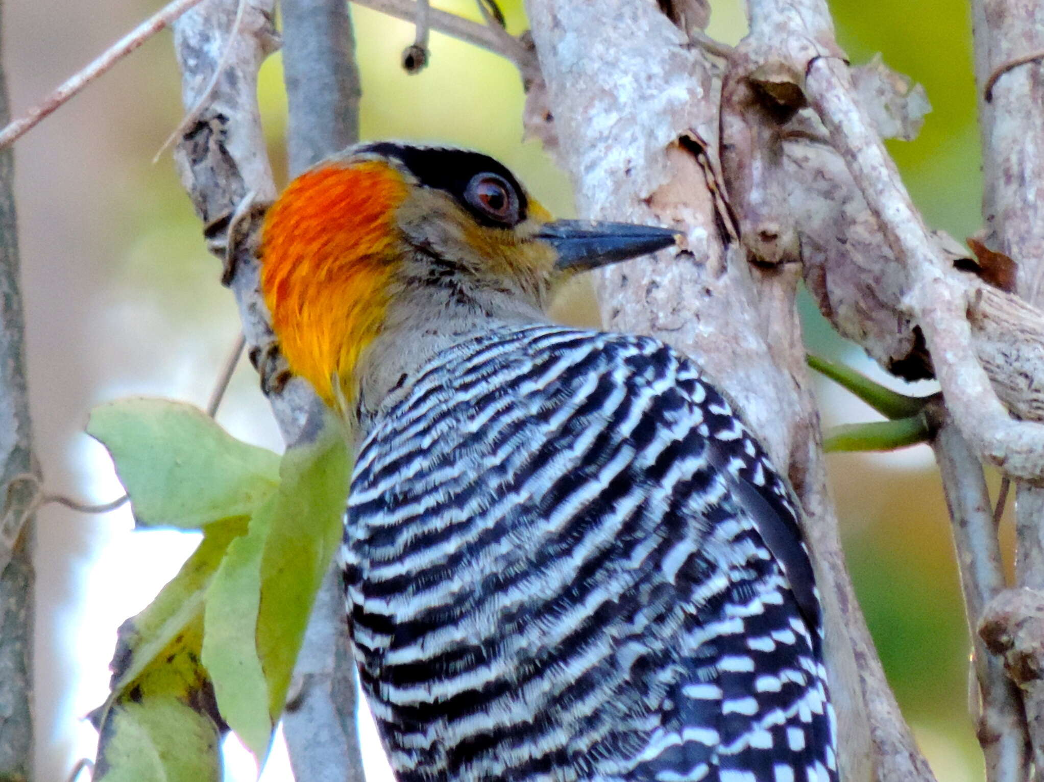 Image of Golden-cheeked Woodpecker