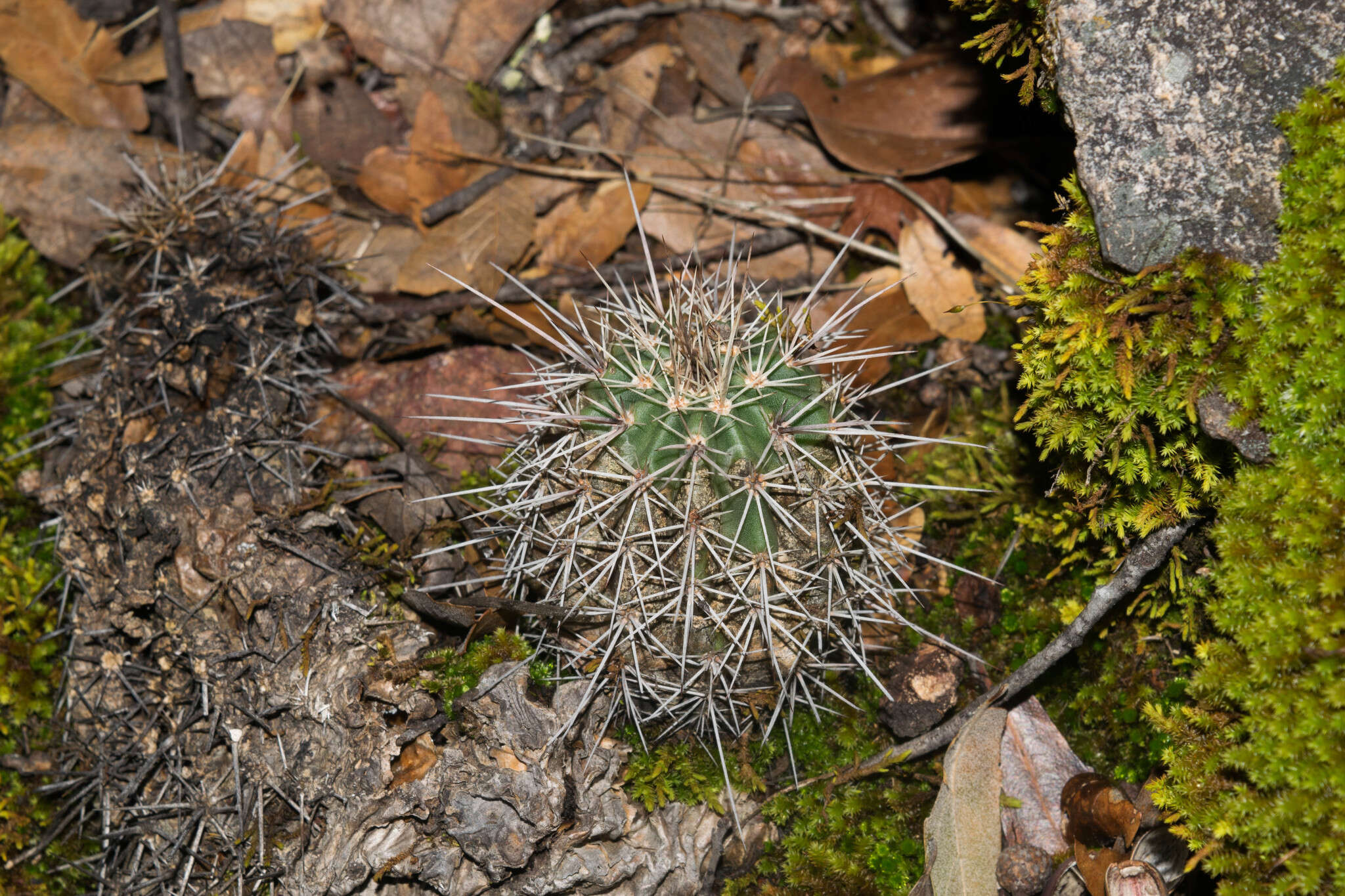 Image de Echinocereus acifer (Otto ex Salm-Dyck) Lem.