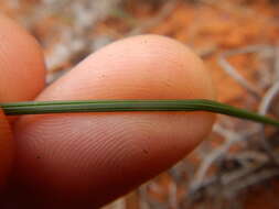 Image of Babiana teretifolia Goldblatt & J. C. Manning