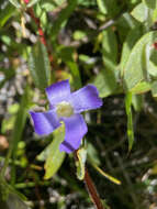 Image of One-Flower Fringed-Gentian