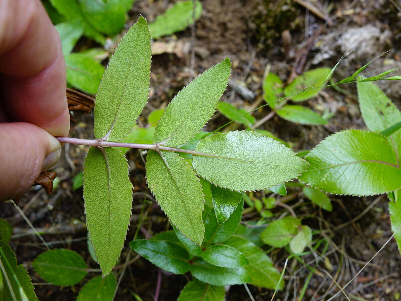 Scandia rosifolia (Hook.) J. W. Dawson resmi