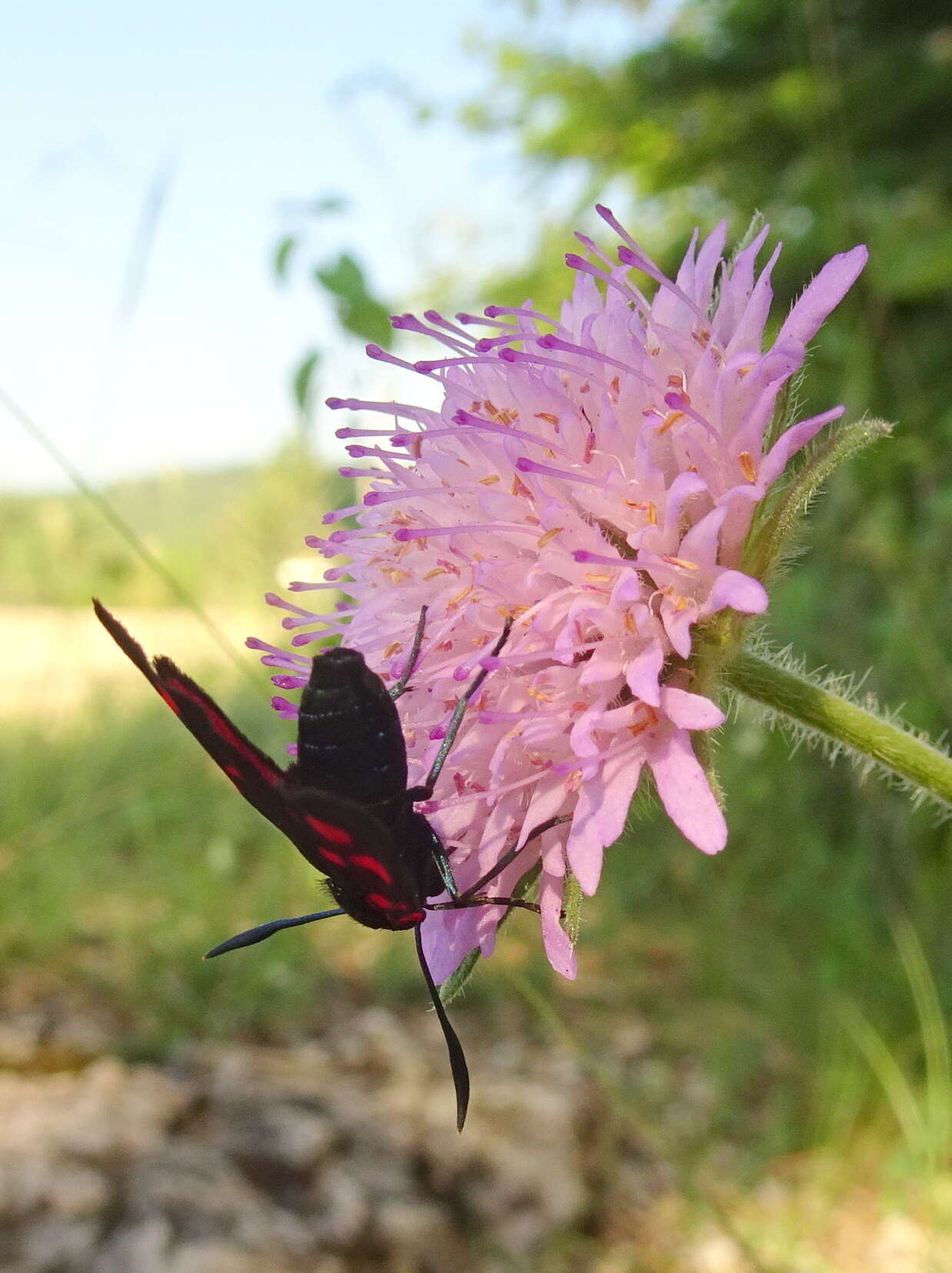 Image of six-spot burnet