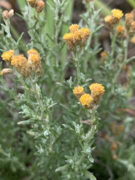 Image of Helichrysum dregeanum Harv. & Sond.