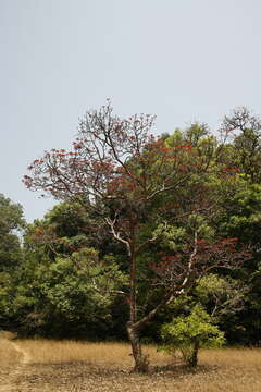 Image de Terminalia bellirica (Gaertn.) Roxb.