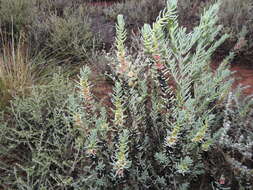 Image of Three-wing Bluebush