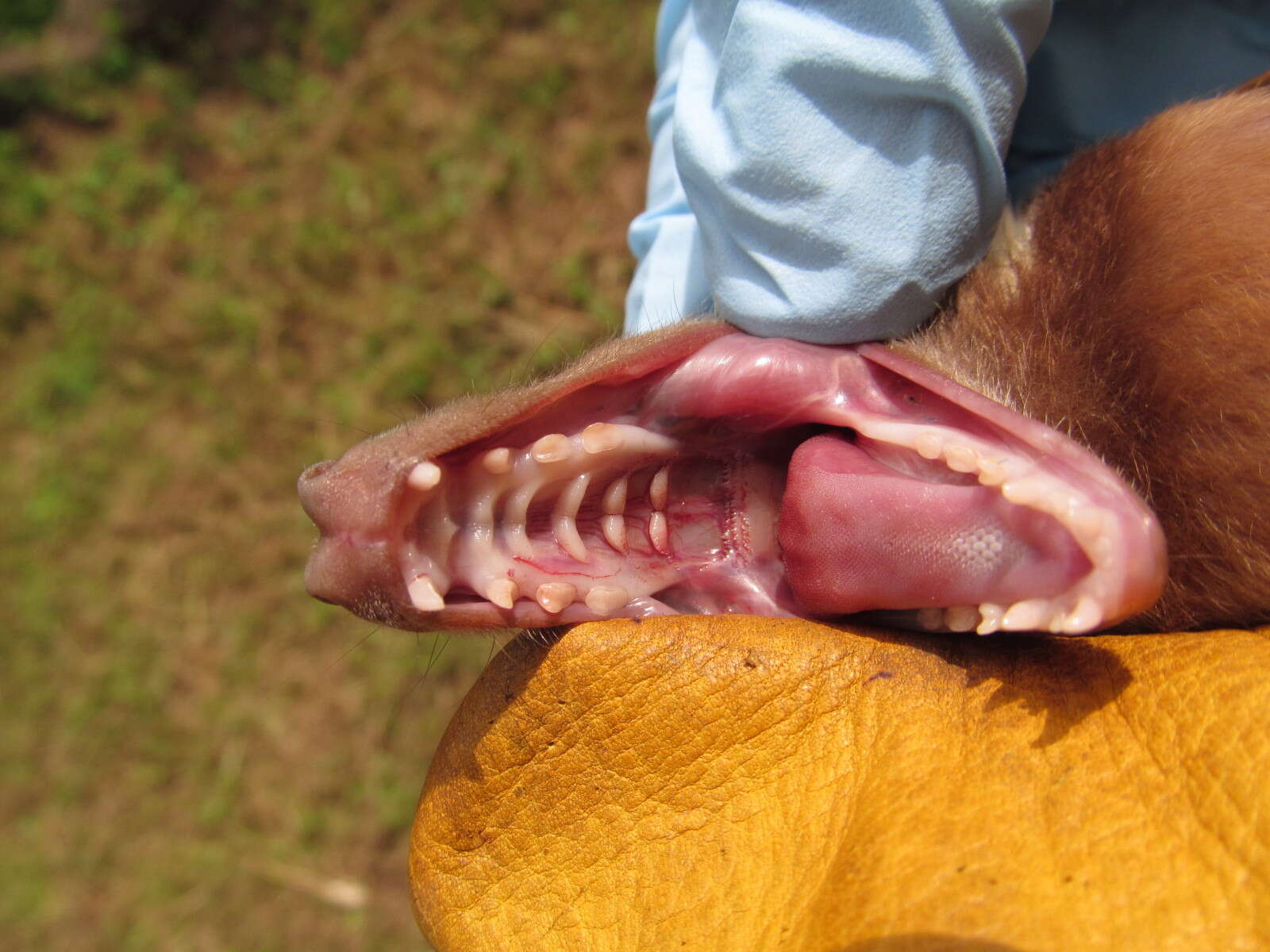 Image of Ethiopian Epauletted Fruit Bat