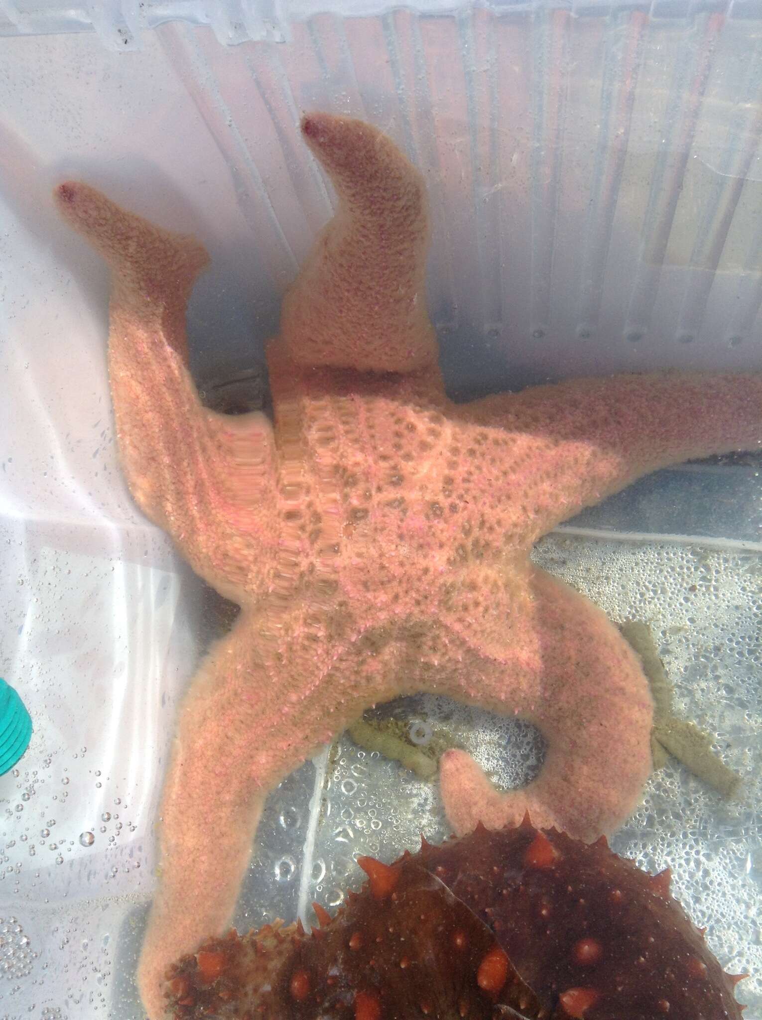 Image of Giant Pink Sea Star