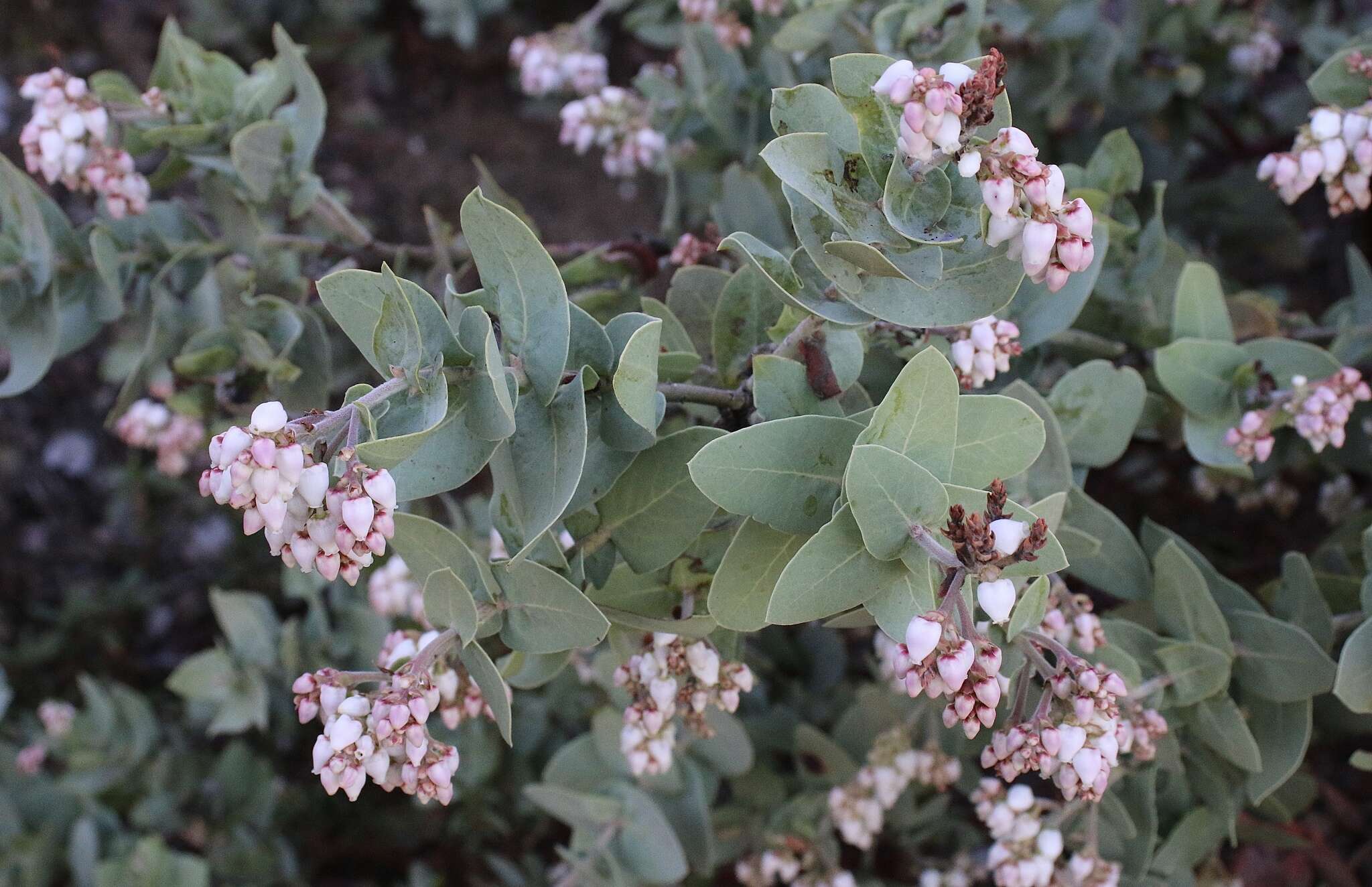 Слика од Arctostaphylos gabilanensis V. T. Parker & M. C. Vasey