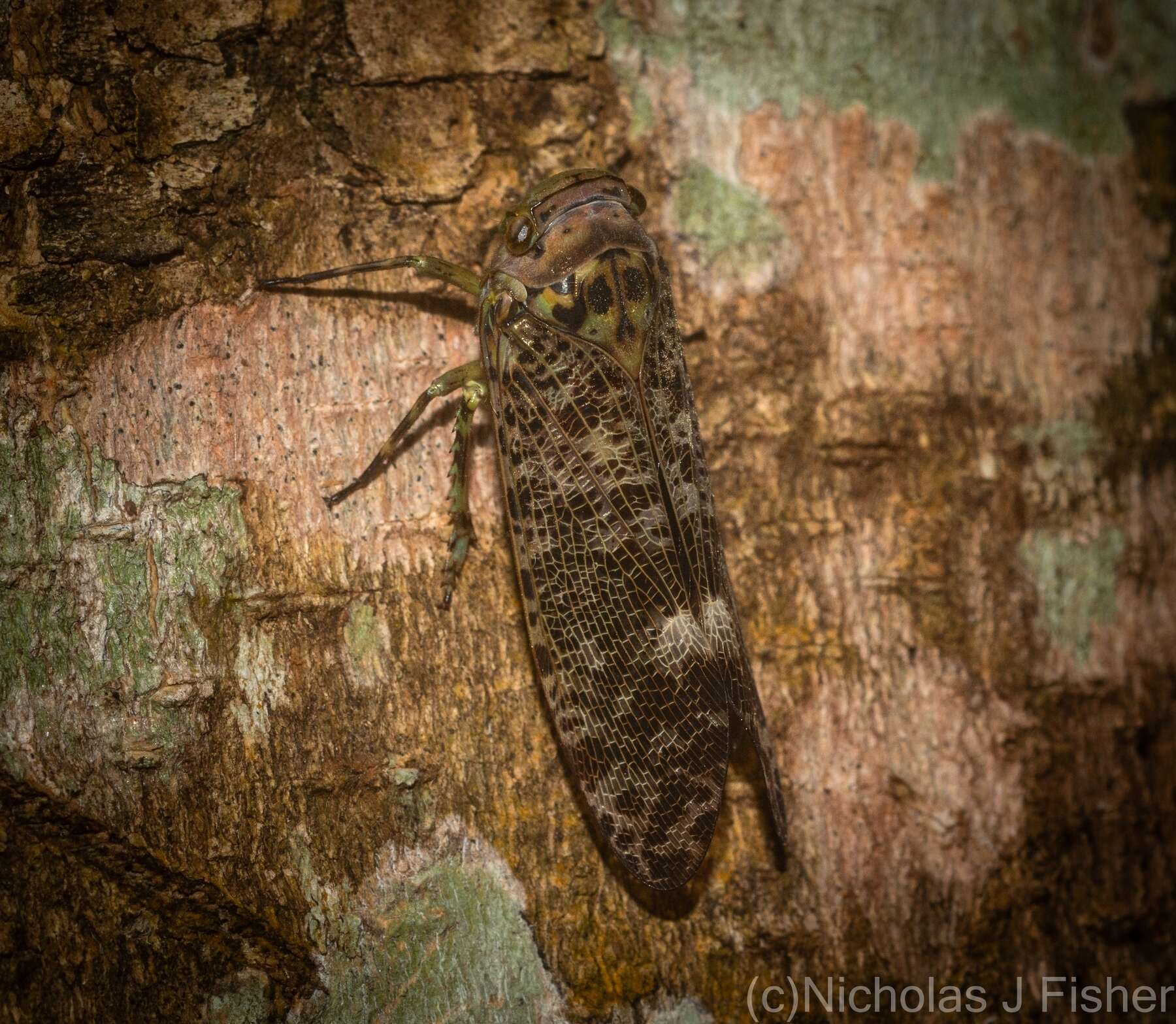 Image of Desudaboides melindae Constant 2010