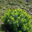 Euphorbia insularis Boiss. resmi