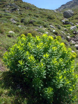 Euphorbia insularis Boiss. resmi