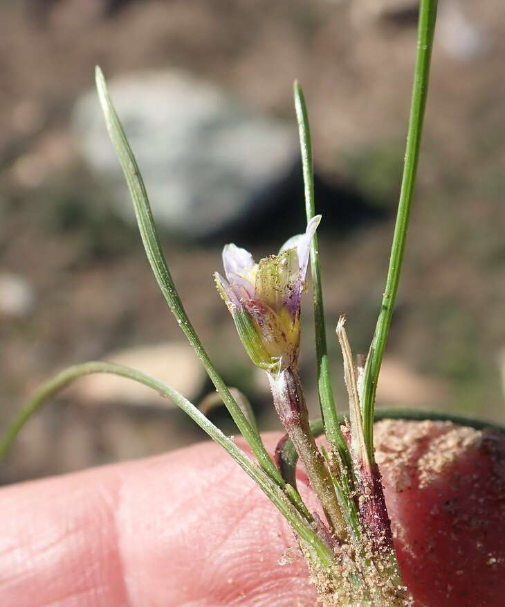 Image of Romulea minutiflora Klatt