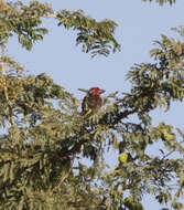 Image of Vieillot's Barbet