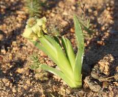 Image of Ferraria macrochlamys subsp. macrochlamys