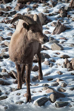 Plancia ëd Ovis canadensis canadensis Shaw 1804