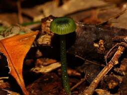 Image of Gliophorus pseudograminicolor (A. M. Young) P. M. Kirk 2013