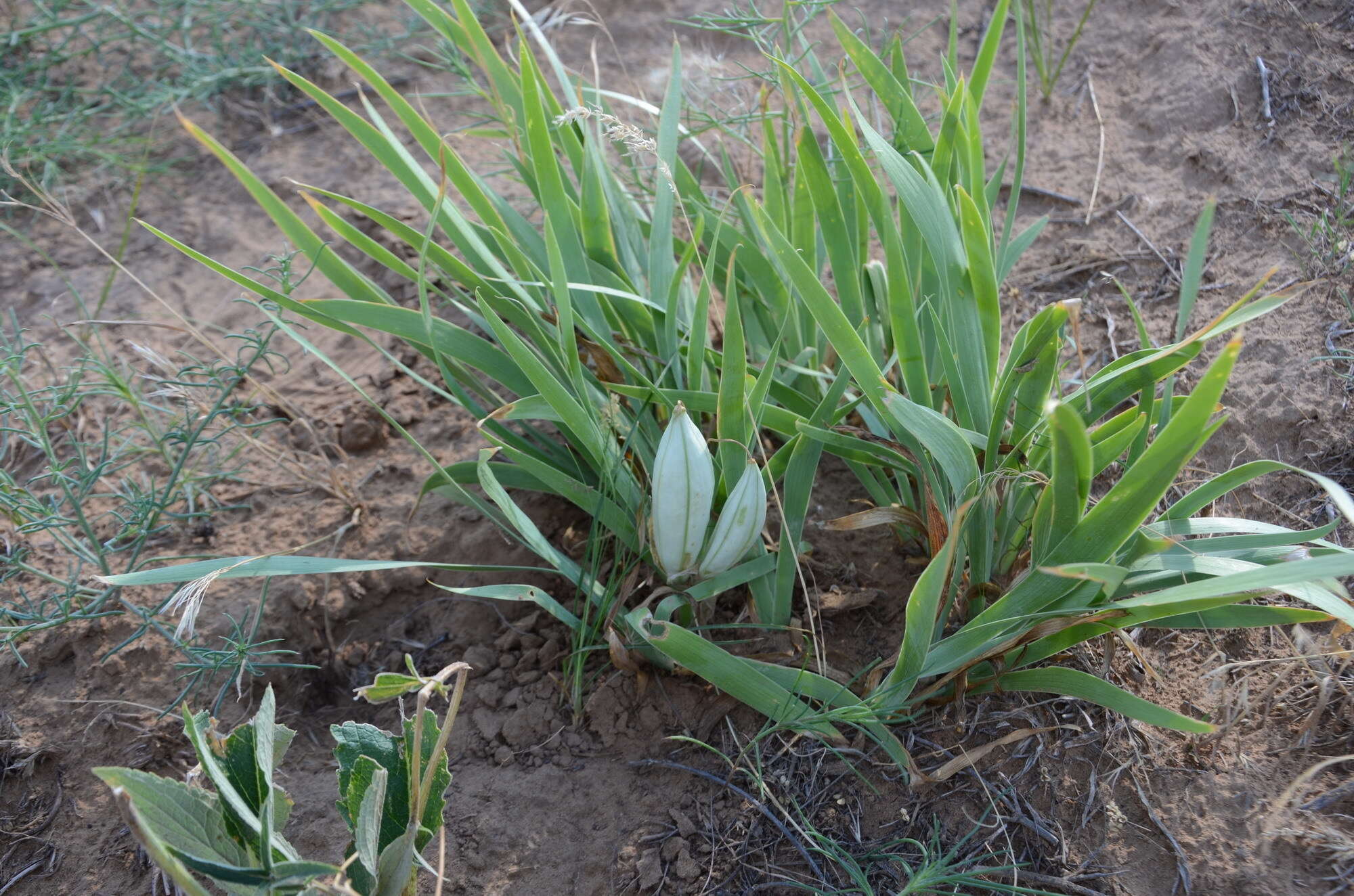 Image of Iris scariosa Willd. ex Link