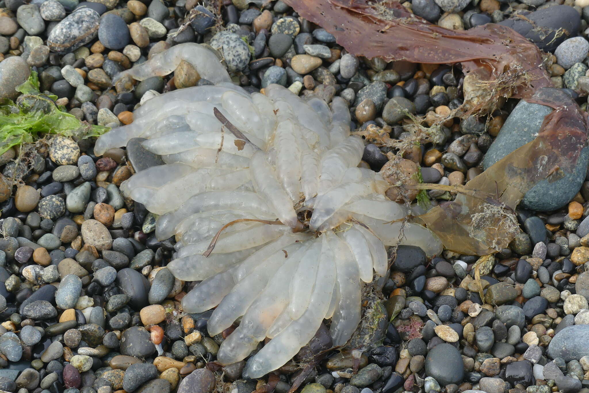 Image of Opalescent Inshore Squid