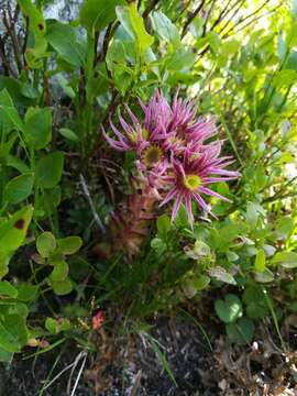 Image of Sempervivum montanum subsp. stiriacum (Wettst. ex Hayek) Hayek