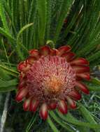 Image de Protea denticulata Rourke