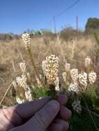 Слика од Hebenstretia angolensis Rolfe