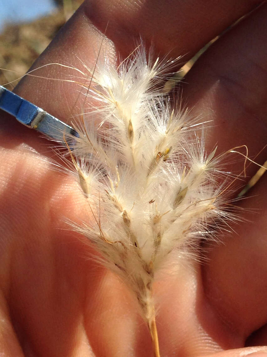 صورة Bothriochloa barbinodis (Lag.) Herter